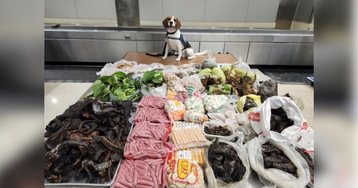 99 pounds of lizard parts, raw meat, and plants from Thailand seized at Los Angeles port
