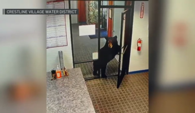 Small bear wanders into office in San Bernardino County – NBC Los Angeles