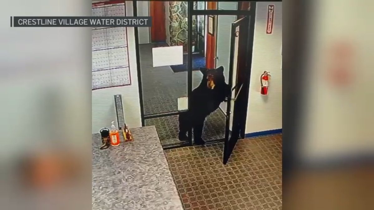 Small bear wanders into office in San Bernardino County – NBC Los Angeles