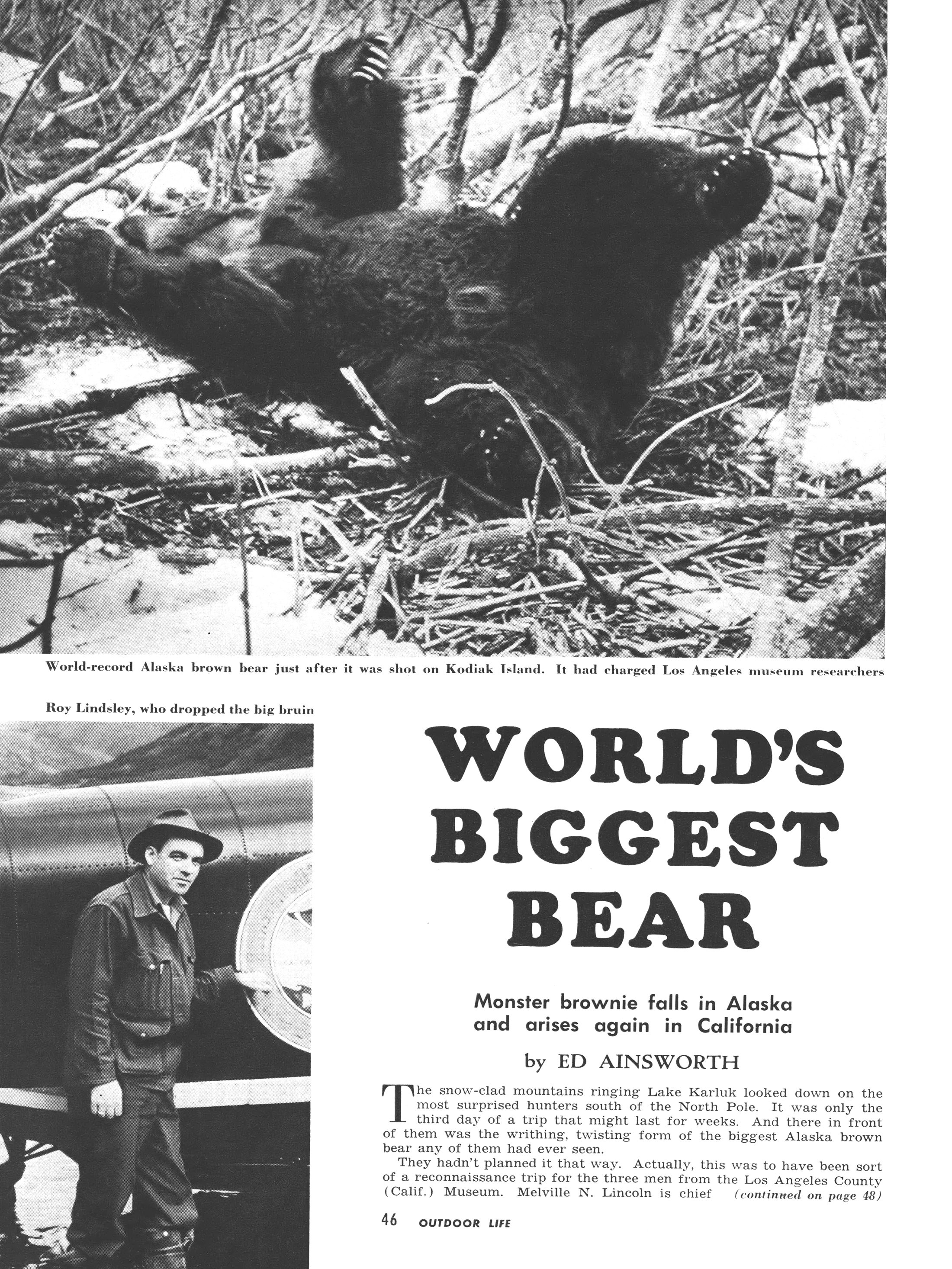 grizzly bear feature story