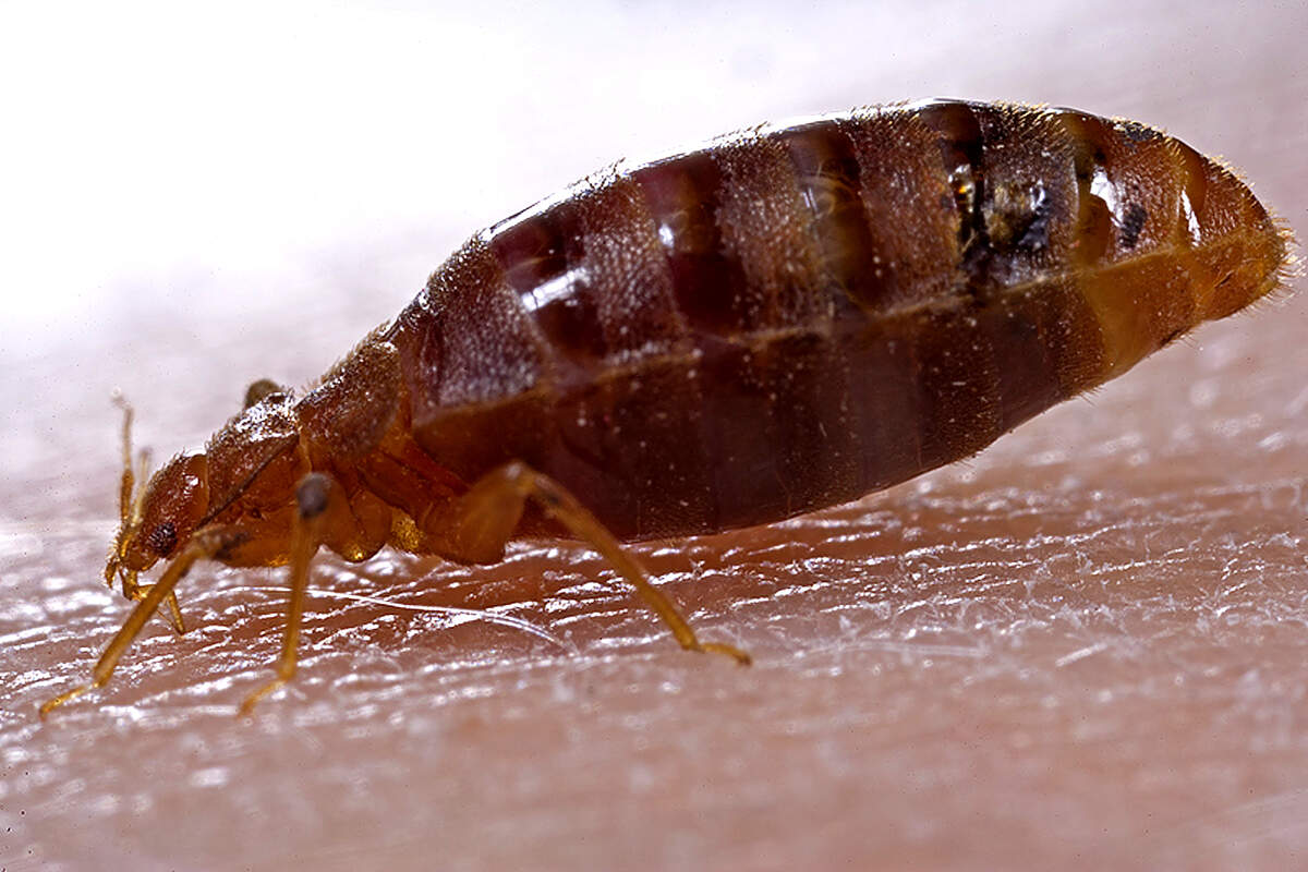 This photograph shows an adult bedbug ingesting blood from the arm of a voluntary human host.
