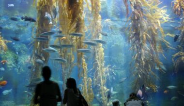 Birch Aquarium prepares for Fin-Tastic Fun as `Shark Summer’ returns – NBC 7 San Diego