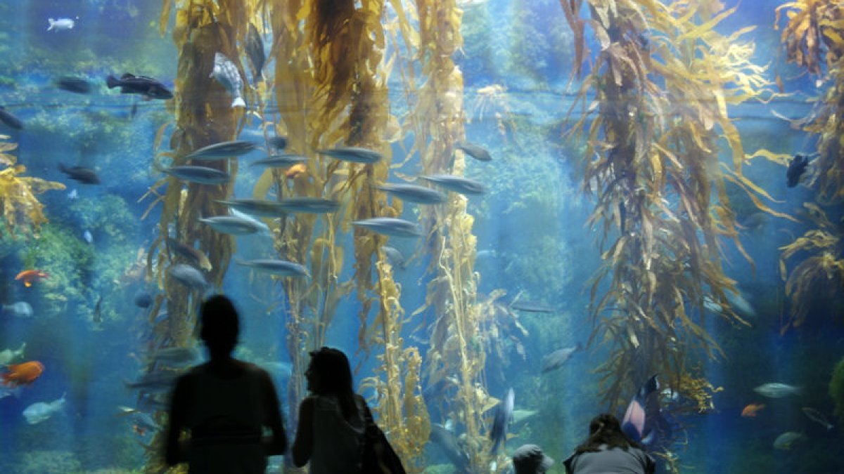 Birch Aquarium prepares for Fin-Tastic Fun as `Shark Summer’ returns – NBC 7 San Diego