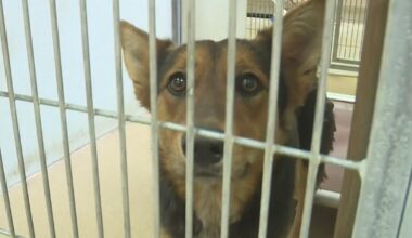 Sacramento County program lets people take shelter dogs on free park adventures