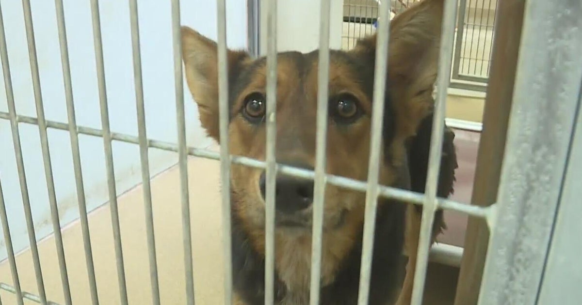 Sacramento County program lets people take shelter dogs on free park adventures