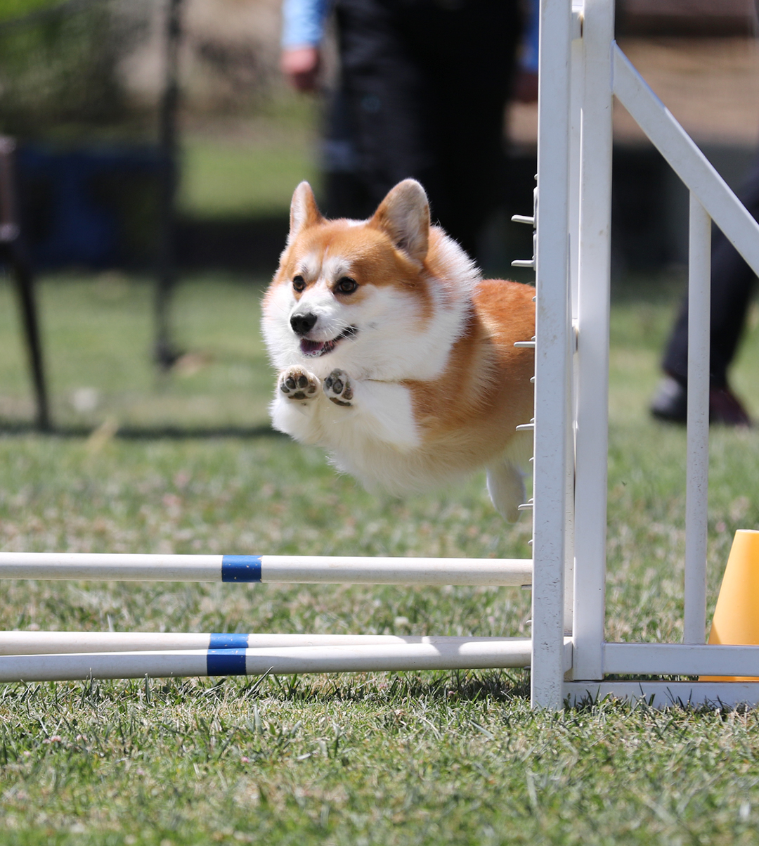 Corgi jumping over a hurdle during an outdoor agility event, grass and blurred people in background.