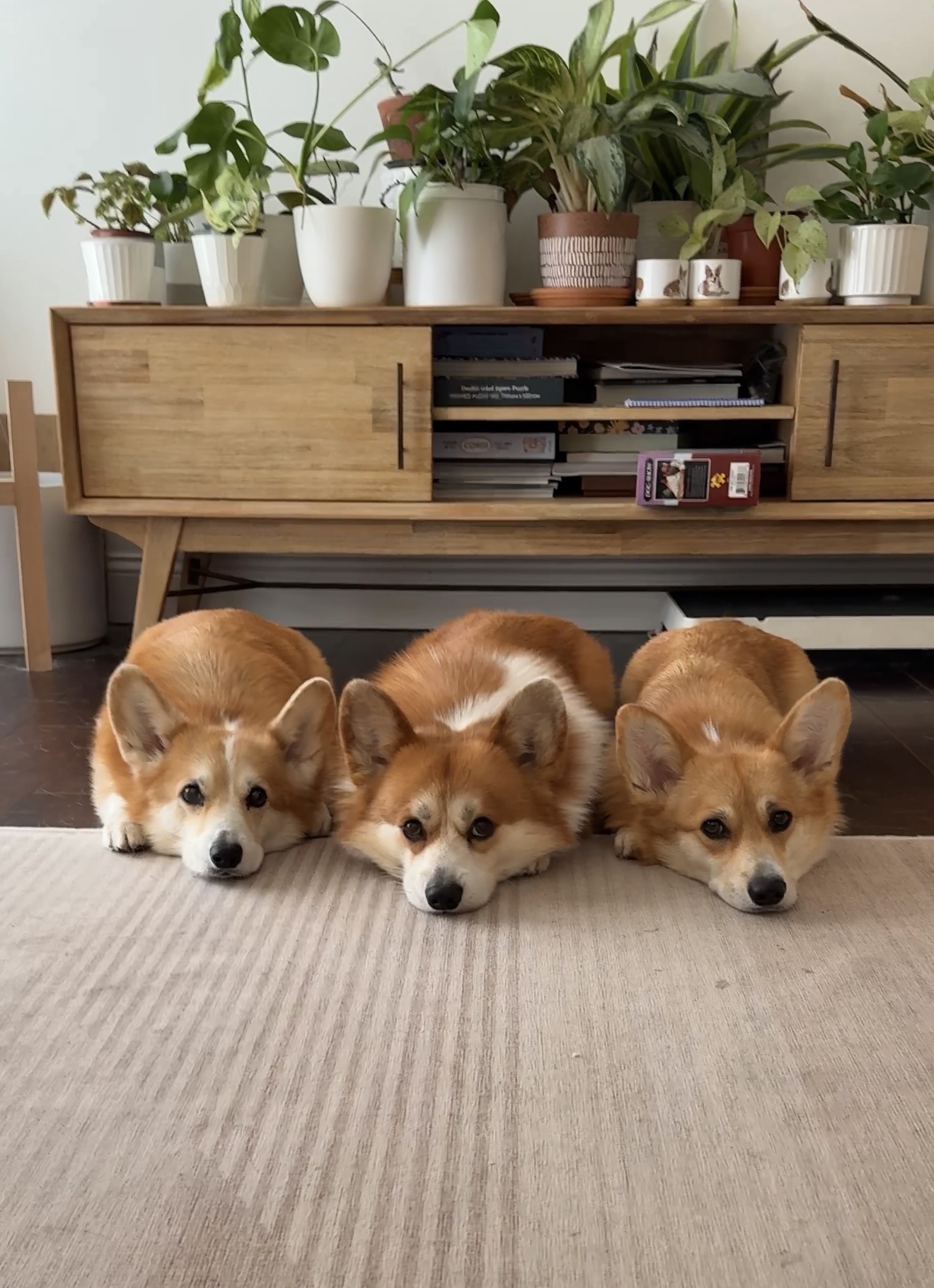 Three corgi puppies lying on a beige rug in front of a wooden cabinet with potted plants on top.