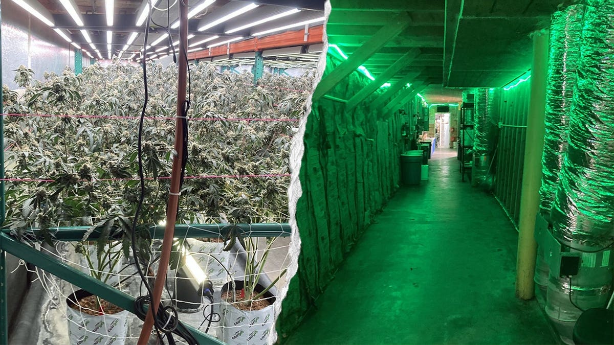 Authorities executed 26 search warrants at illegal cannabis grow sites across California
