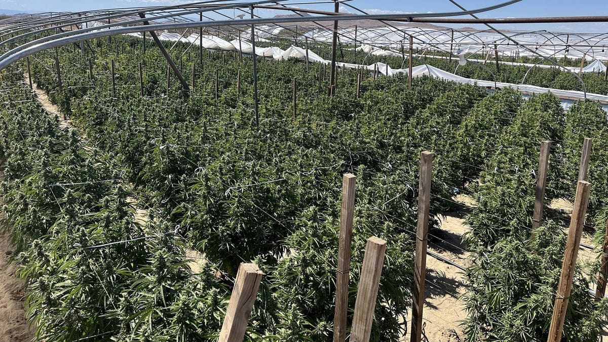 California authorities seized more than 63,000 pounds of illegal cannabis