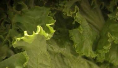 California's Taylor Farms under federal investigation in nationwide cyclospora outbreak