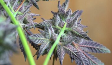 San Francisco Set to Become First Bay Area City to Approve Amsterdam-Style Cannabis Cafés