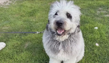 Owner of dog killed in LAPD shooting in Canoga Park sues city – NBC Los Angeles