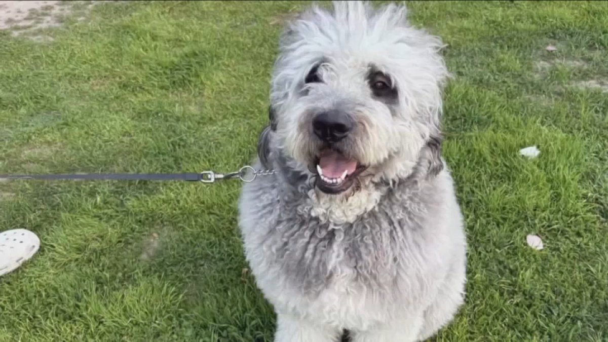 Owner of dog killed in LAPD shooting in Canoga Park sues city – NBC Los Angeles