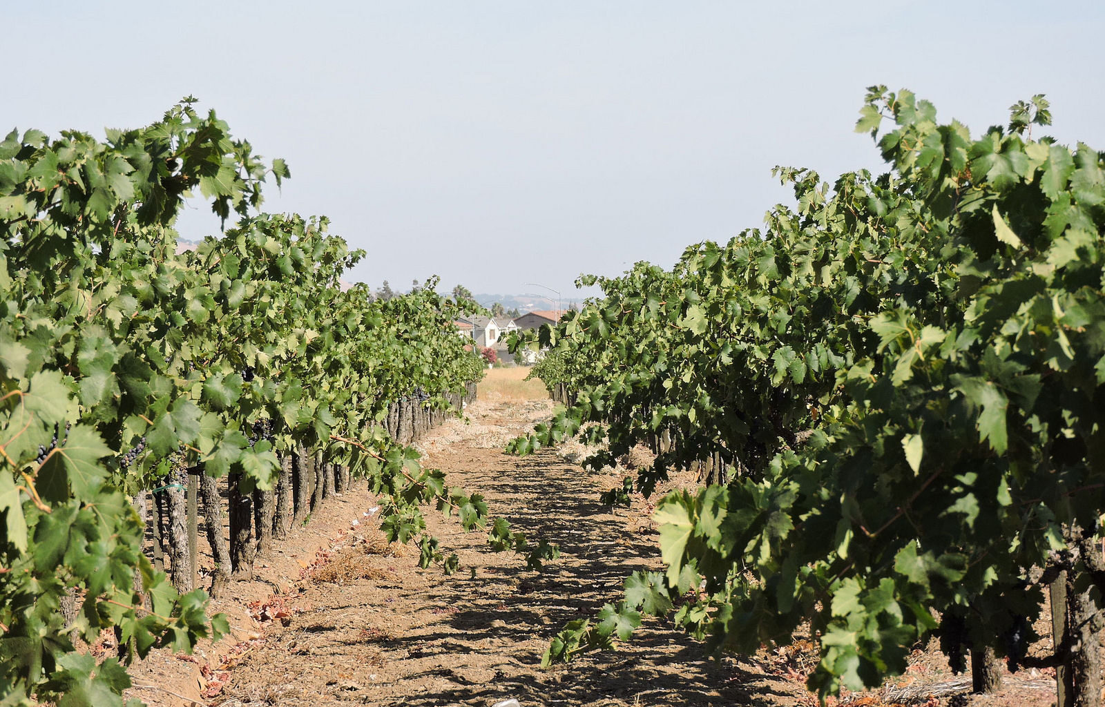 Santa Clara County begins to collect recalled Costco grapevines  | Gilroy Dispatch