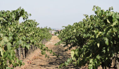 Santa Clara County begins to collect recalled Costco grapevines  | Gilroy Dispatch