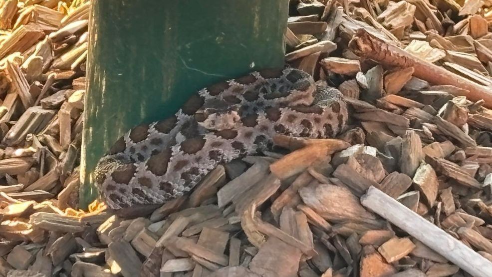 Rattlesnake found at playground, tips to stay vigilant as summer arrives (Photo: Chico PD)