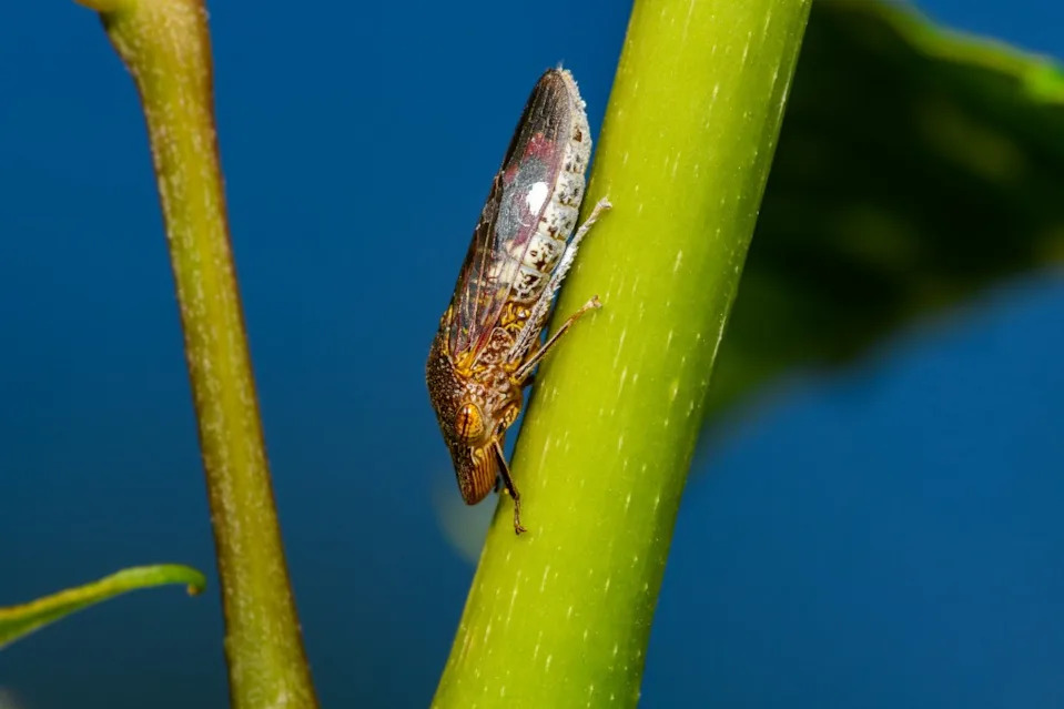 It would be “difficult and costly to eradicate” the pests, per officials. jwjarrett – stock.adobe.com