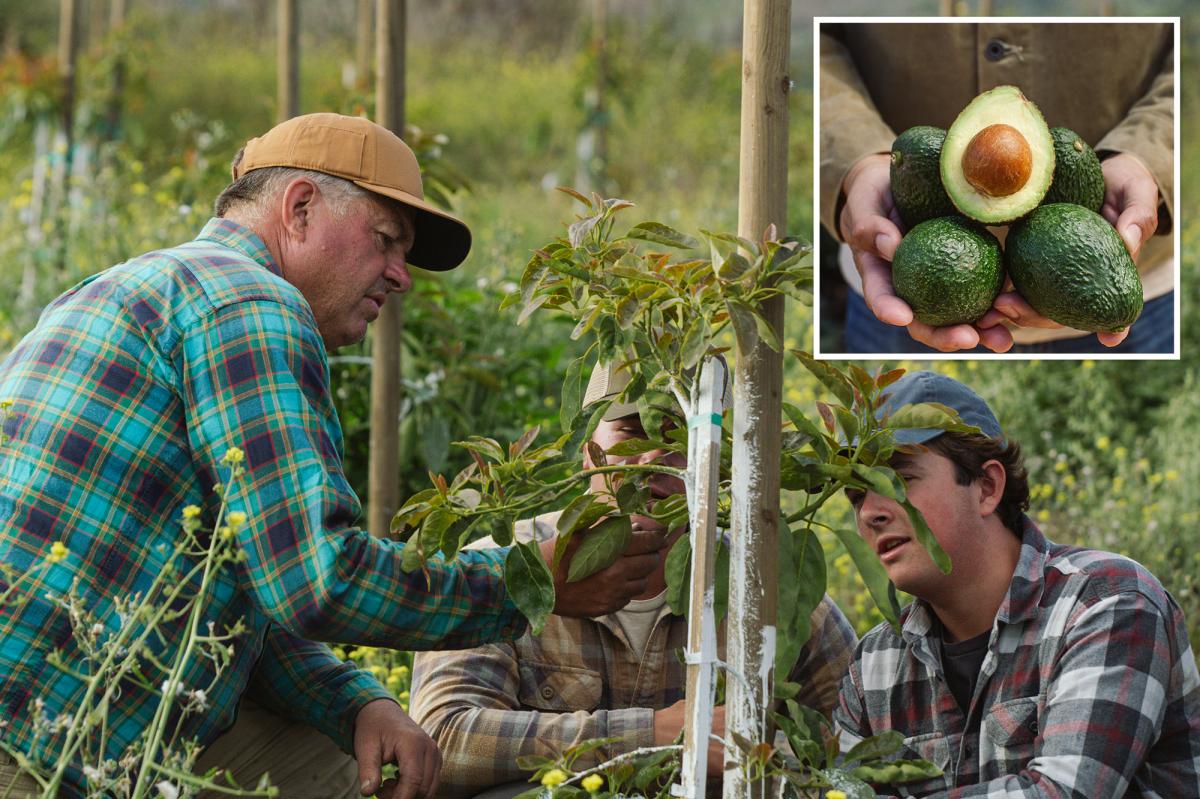 California avocado farmers issue dire warning as competition from Mexico ramps up