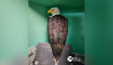 Big Bear bald eagle Jackie still in critical condition while recovering after fight with other eagles