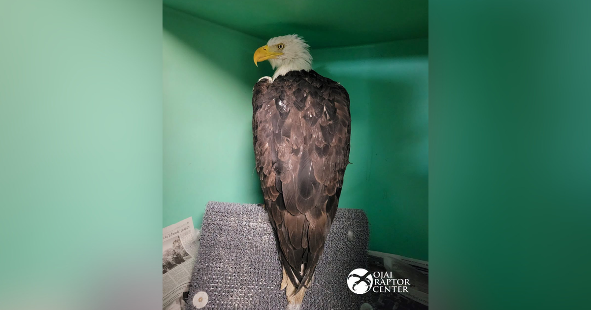 Big Bear bald eagle Jackie still in critical condition while recovering after fight with other eagles