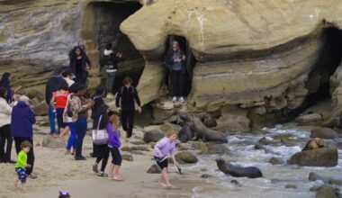 Should sea lions leave the cove — or humans? – San Diego Union-Tribune
