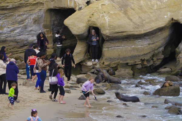 Should sea lions leave the cove — or humans? – San Diego Union-Tribune