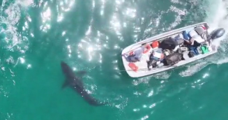 Cal State Long Beach Shark Lab opens for tours this weekend