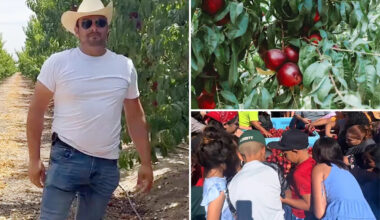Embattled California fruit farmer gives away more than 125,000 pounds of nectarines