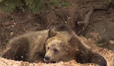 They’re on our flag, but do long-gone grizzly bears belong in modern California?