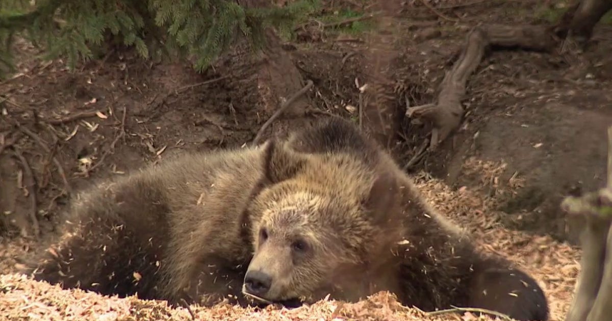 They’re on our flag, but do long-gone grizzly bears belong in modern California?