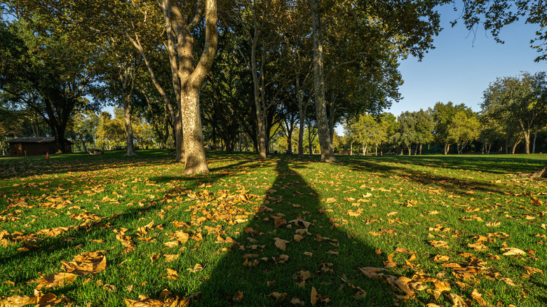 A green space with leaves scattered near trees at Discovery Park