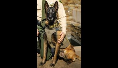 Fresno County Sheriff’s K-9 killed in hit-and-run after fireworks scare, deputies say
