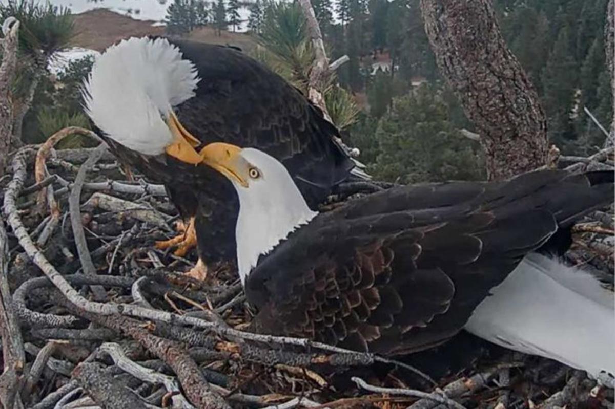 California bald eagle Jackie’s home saved with last-minute donation