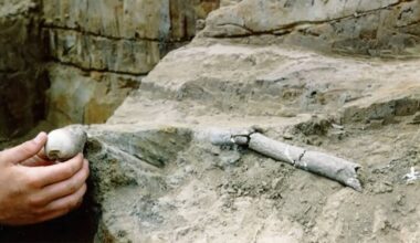 13,000-year-old bones found in California could rewrite history