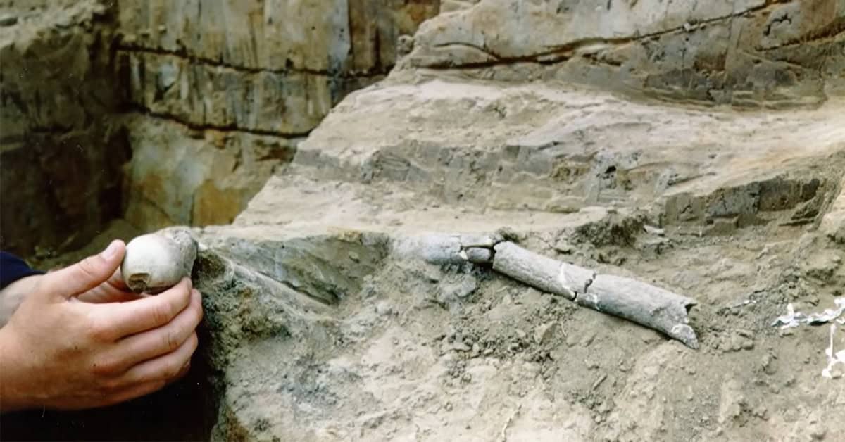 13,000-year-old bones found in California could rewrite history