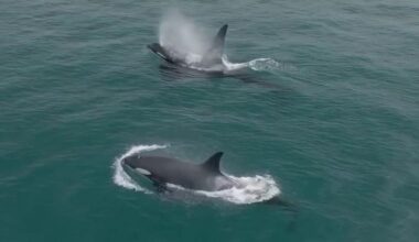 See it: Pod of killer whales spotted hunting dolphins in California