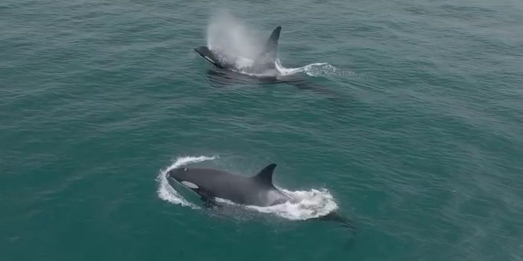 See it: Pod of killer whales spotted hunting dolphins in California