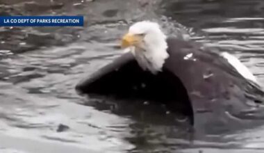 Bald eagle Jackie recovers at rehab center after rescue in Southern California