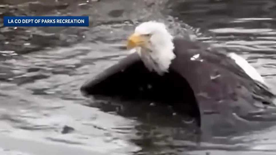 Bald eagle Jackie recovers at rehab center after rescue in Southern California