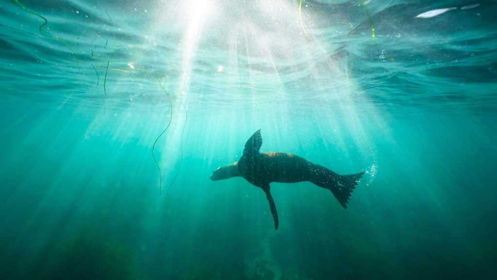 Video appears to show a person kicking a California sea lion