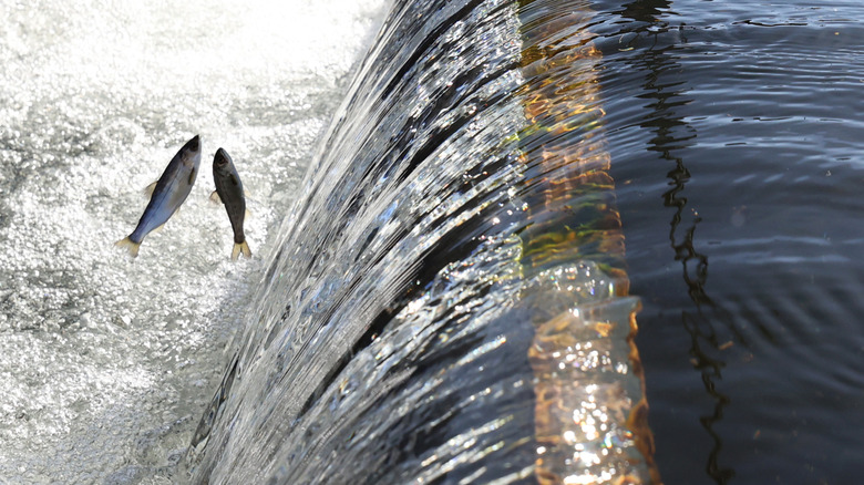 Young fish leap out of the water at Nimbus Fish Hatchery.