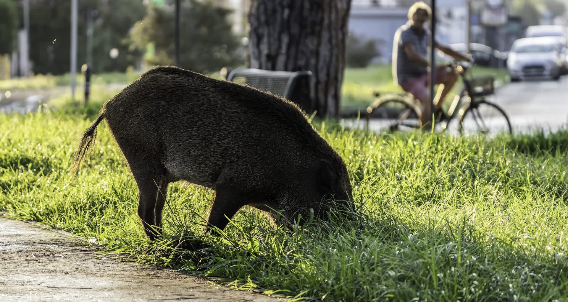 A wild boar grazing near a cyclist.