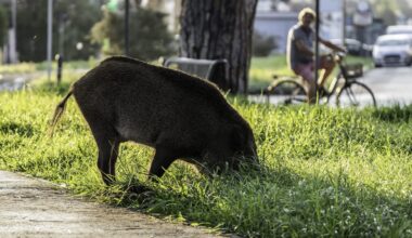A wild boar grazing near a cyclist.