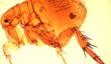 LA County health officials issue warning due to flea-borne typhus outbreak in Pico-Union