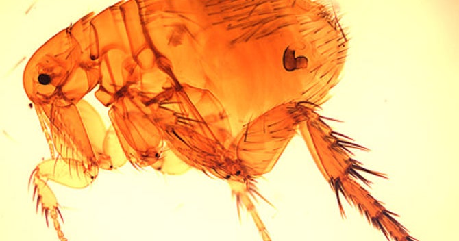 LA County health officials issue warning due to flea-borne typhus outbreak in Pico-Union
