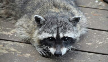 Raccoons Chew Through SF Renters’ Walls as Landlord Takes Weeks to Resolve Infestation