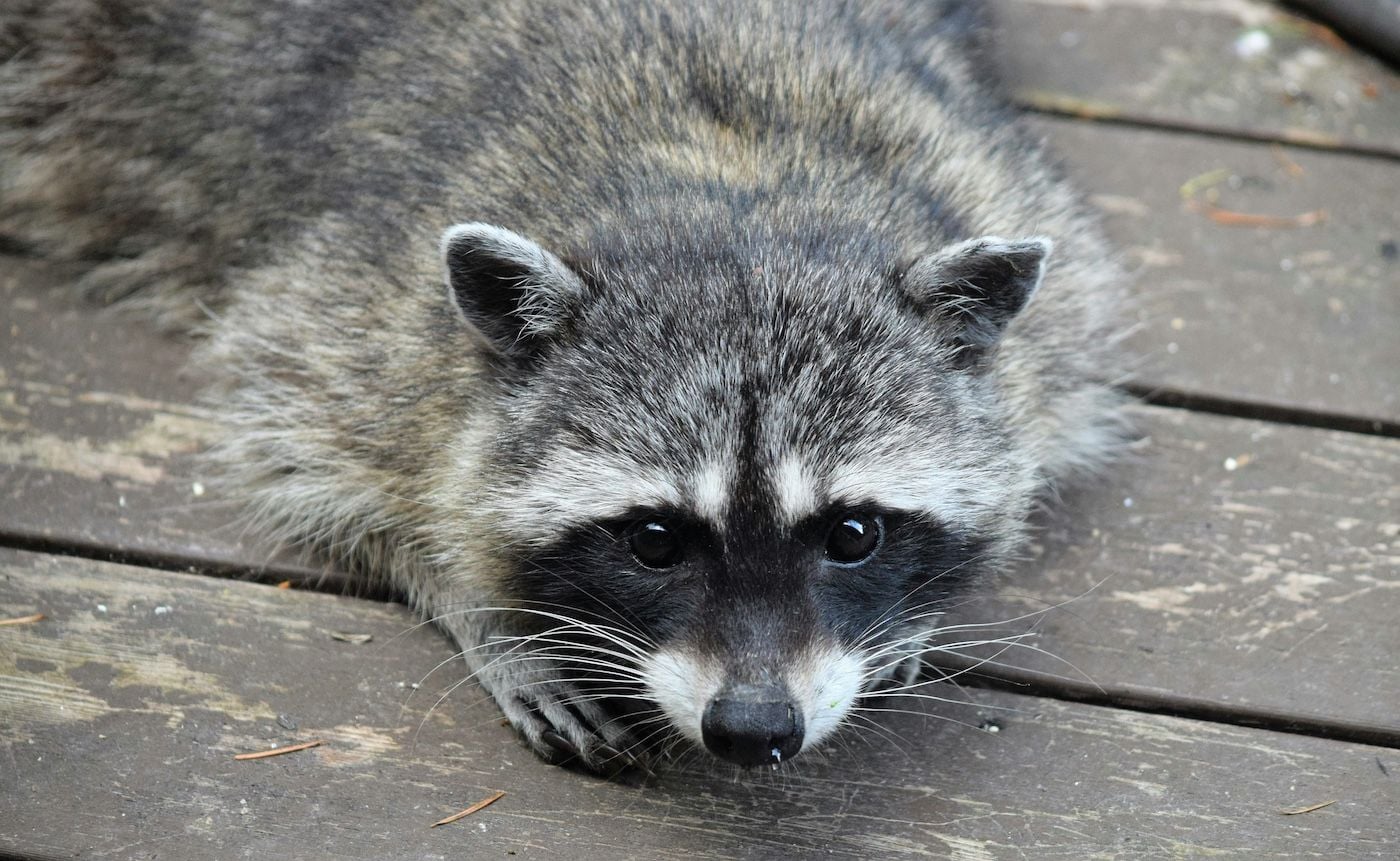 Raccoons Chew Through SF Renters’ Walls as Landlord Takes Weeks to Resolve Infestation