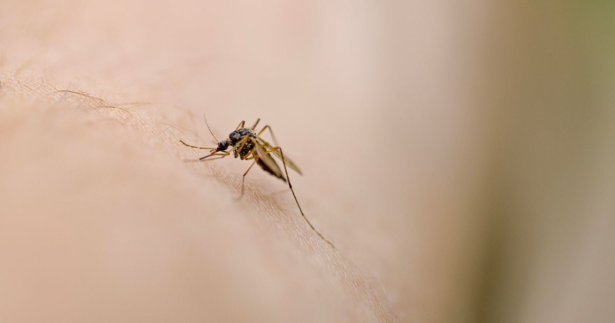 Sacramento County to release more than 2 million mosquitoes in Rosemont to fight invasive species