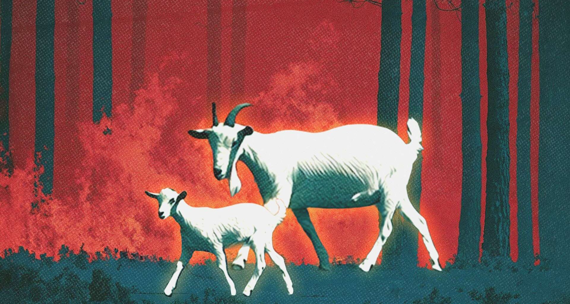 Wage law for California goat herders could worsen wildfire crisis