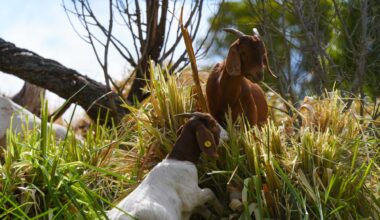 Time to prepare your yard for fire season
